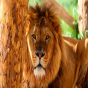 Şir zooparkdan qaçıb