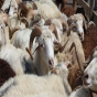 Qurban bayramı ilə bağlı fətva verilib - YENİLƏNİB