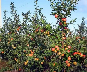 Azərbaycanda bağçılıq subsidiyası veriləcək