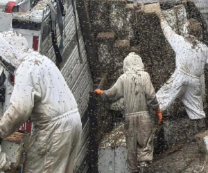 Milyonlarla arı ətrafa yayıldı: "Evdən çıxmayın"