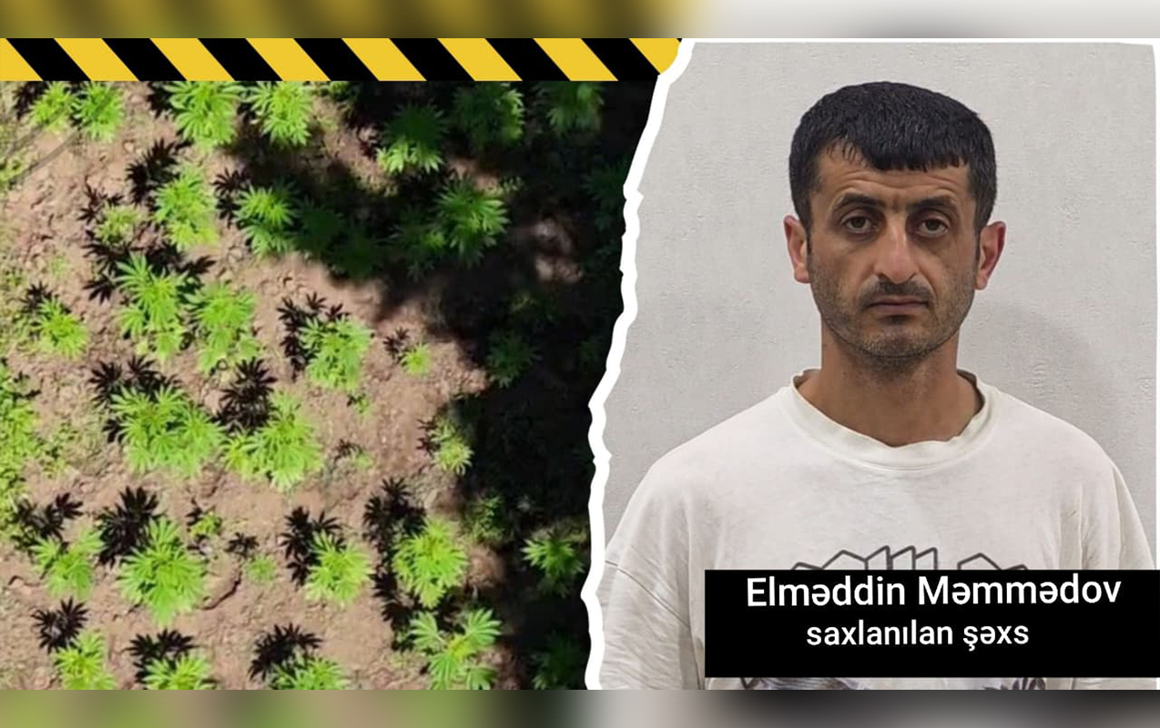 Hirkan Milli Parkında narkoplantasiya qurmuşdu - Polis saxladı-VİDEO