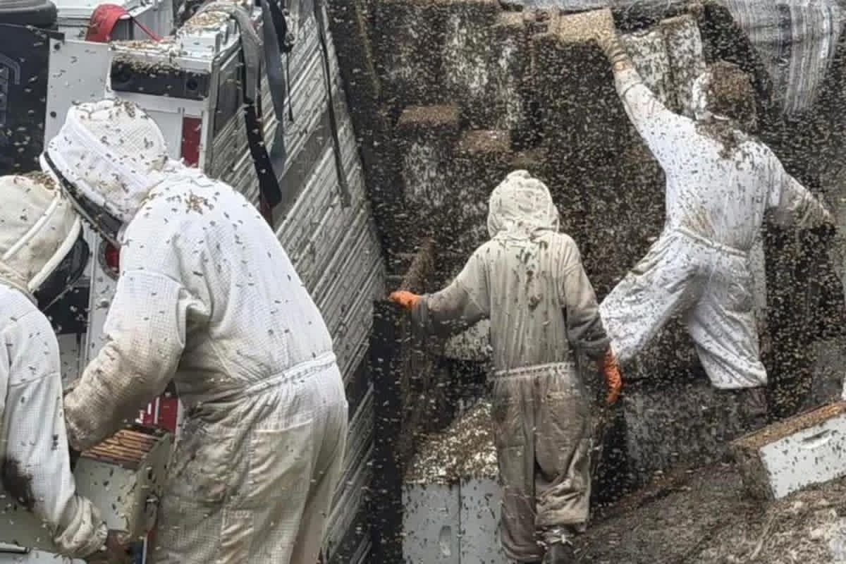 Milyonlarla arı ətrafa yayıldı: "Evdən çıxmayın"